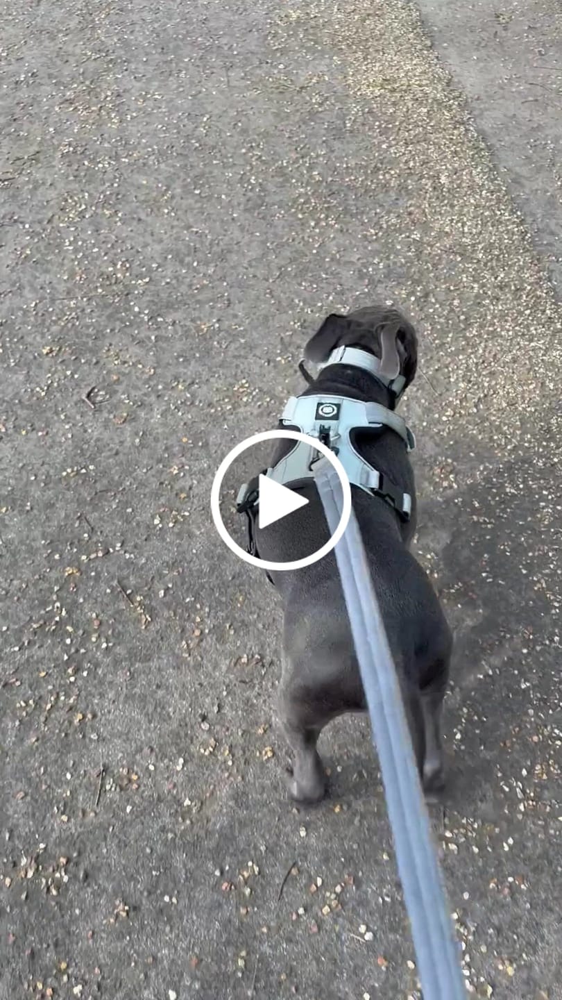 Customer video review of Comfort Premium Harness | Non Restrictive - Metal Grey