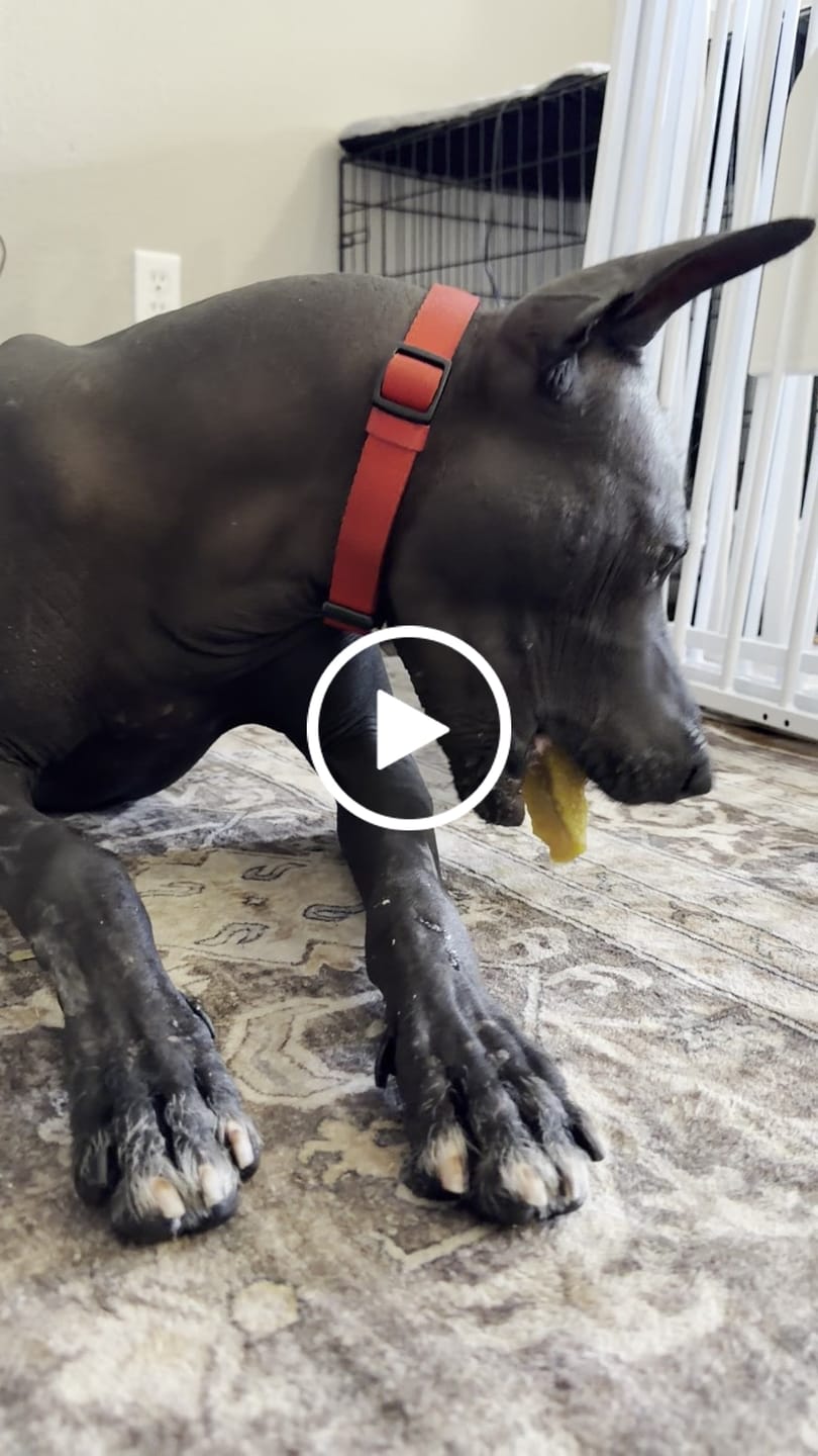 Customer video review of Long-Lasting Yak Chews — 6 Flavor Pack (CA)