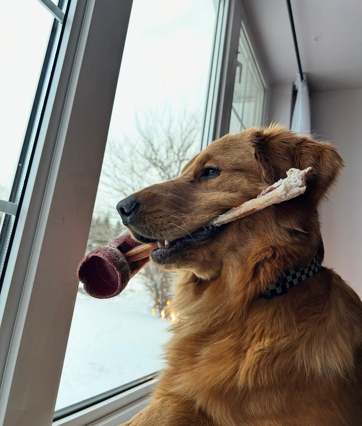 Customer photo review of 10-12 Inch Champion Chew