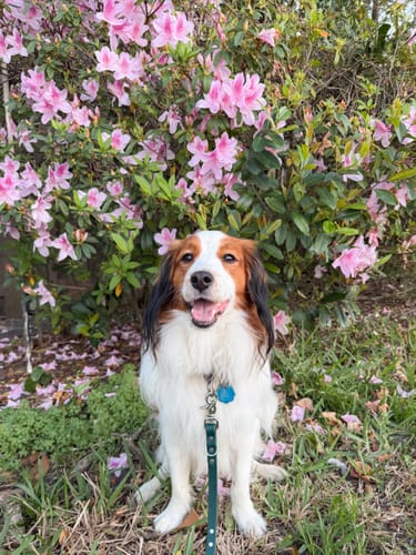 Customer photo review of Biothane Traffic Handle Dog Leash