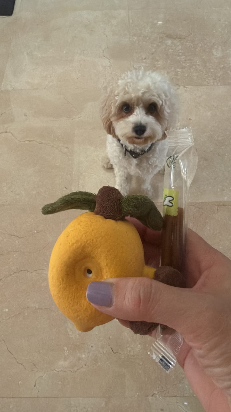 Customer photo review of Dental Chew • Large Package (40 pcs)