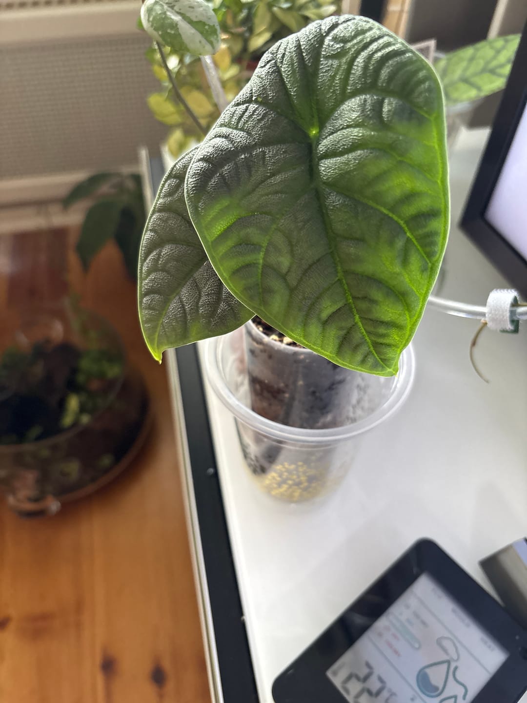 Customer photo review of ALOCASIA MELO