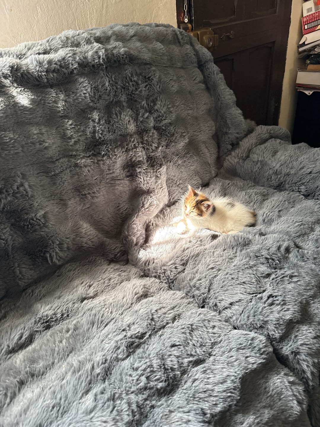 Customer photo review of Cubre Sofá Piel de Conejo — Lujo suave que protege tu sofá