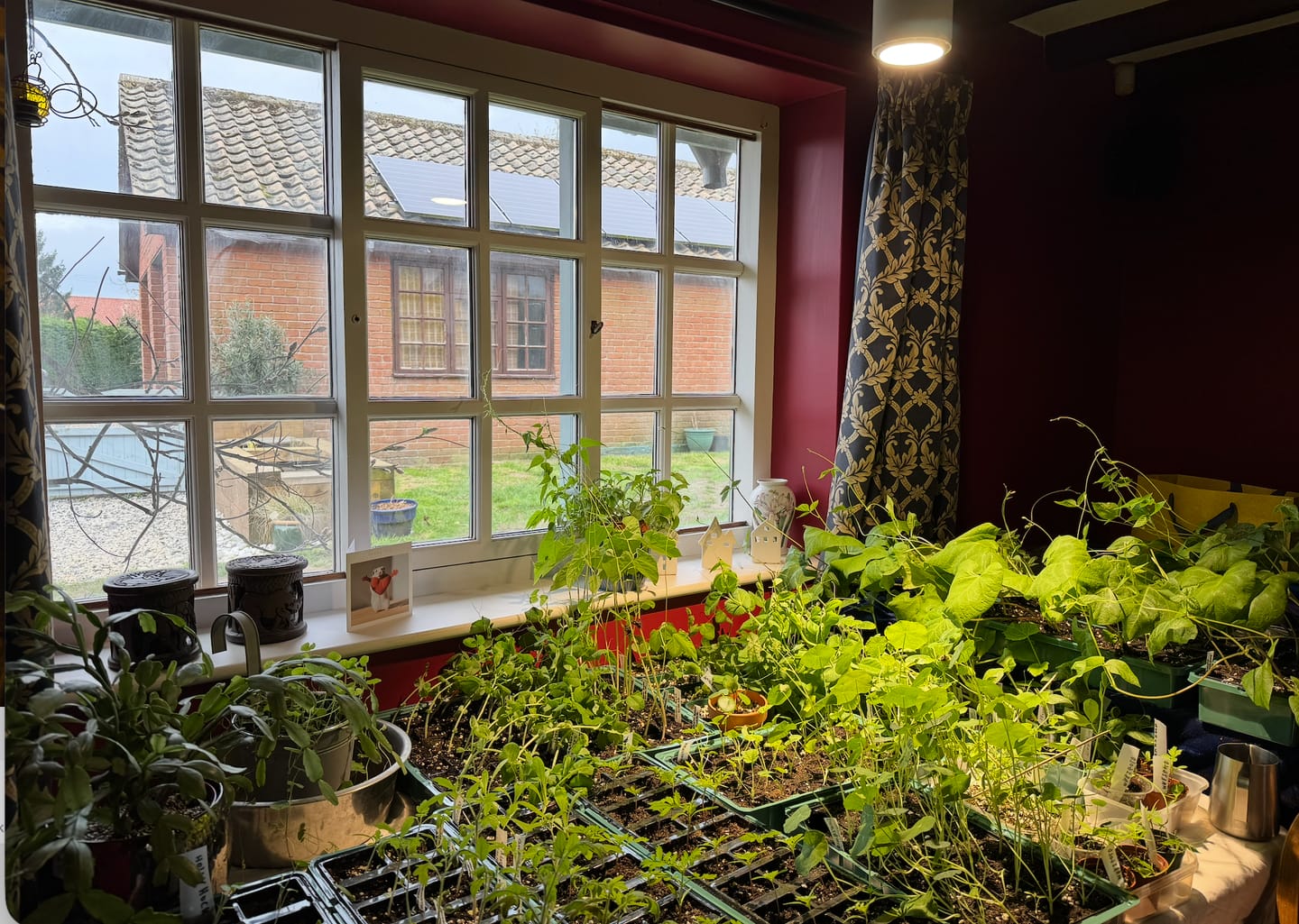 Customer photo review of Claria Grow Light Pendant
