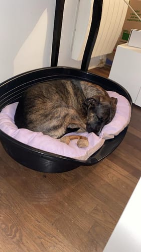 L'auteur de l'avis montre son chien bringé qui dort paisiblement dans son panier, apaisé par le Complément relaxation.