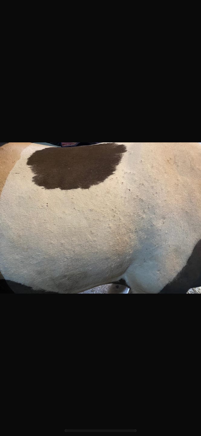Customer photo review of Large Horse Skin Rescue Bundle