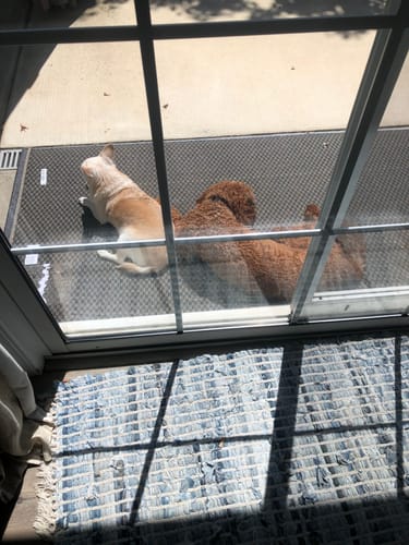 Customer photo review of Fresh Breath, Strong Gums, and Clean Teeth with the DE-01™ Dental Dogbiotic