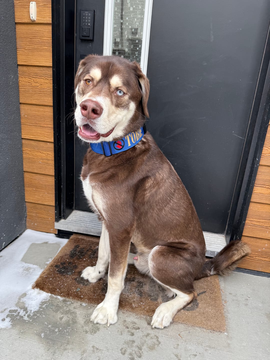 Customer photo review of 2" Tactik Dog Collar - Cobalt