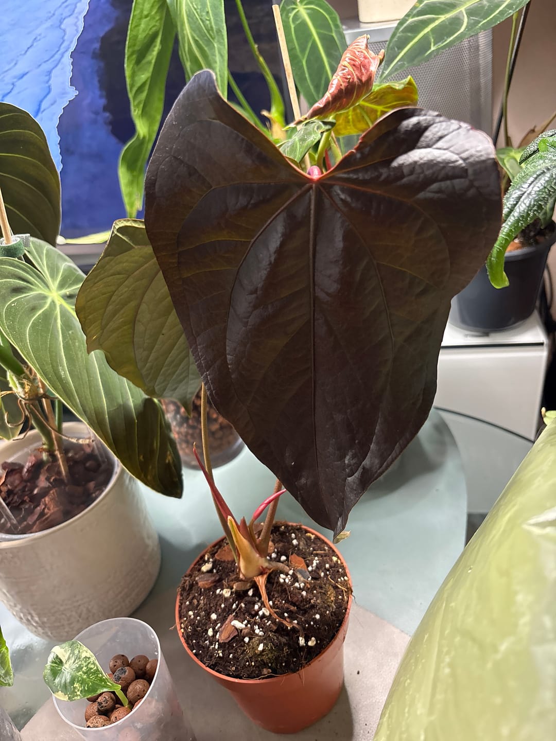 Customer photo review of ANTHURIUM QUEEN OF HEARTS