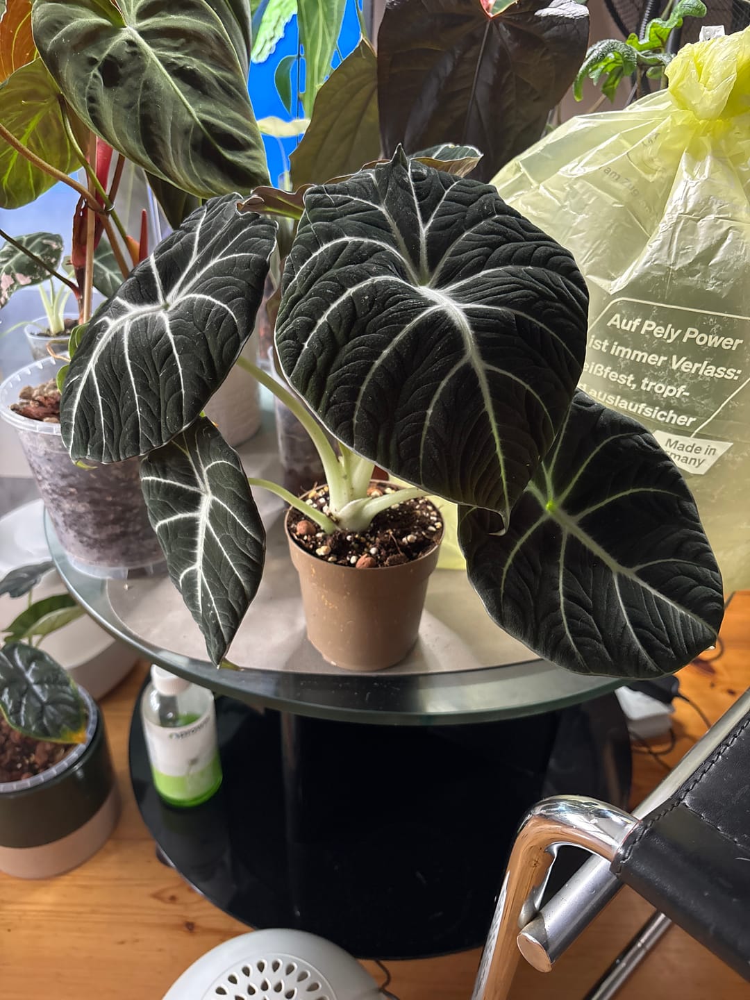 Customer photo review of ALOCASIA BLACK VELVET