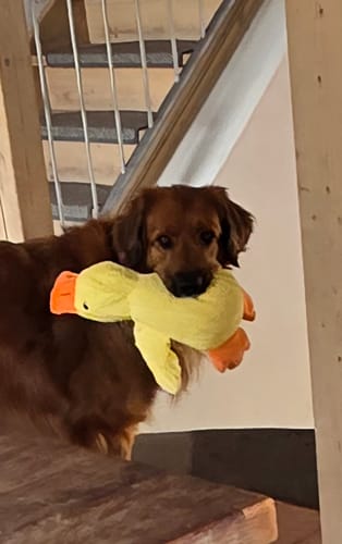 Foto zur Bewertung von Susanne H.