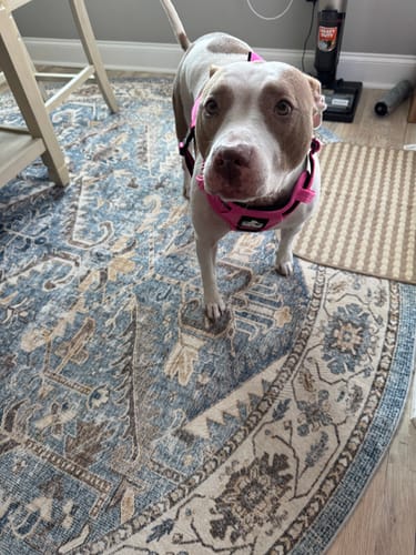 Customer photo review of No Pull Bully Proof Harness