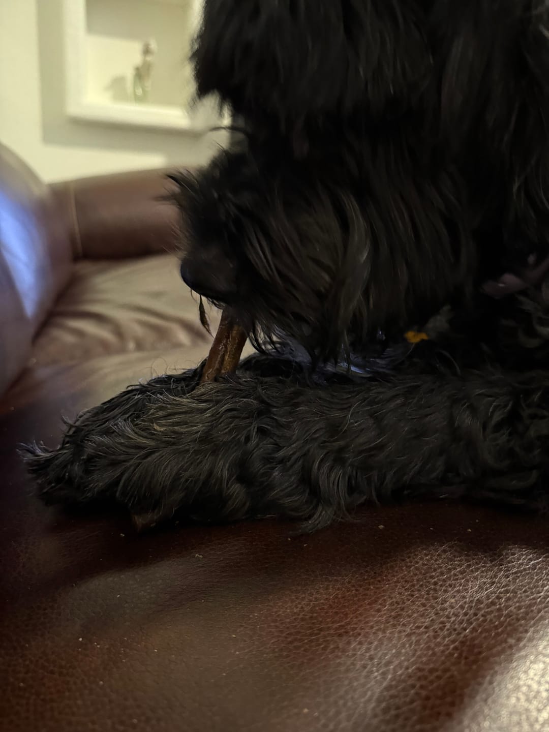 Customer photo review of 4 Inch Bully Coated Gourmet Collagen Sticks