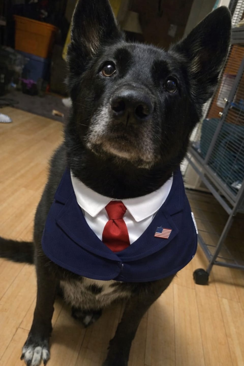 Customer photo review of President – Red & Blue Tie Dog Suit | Formal Style