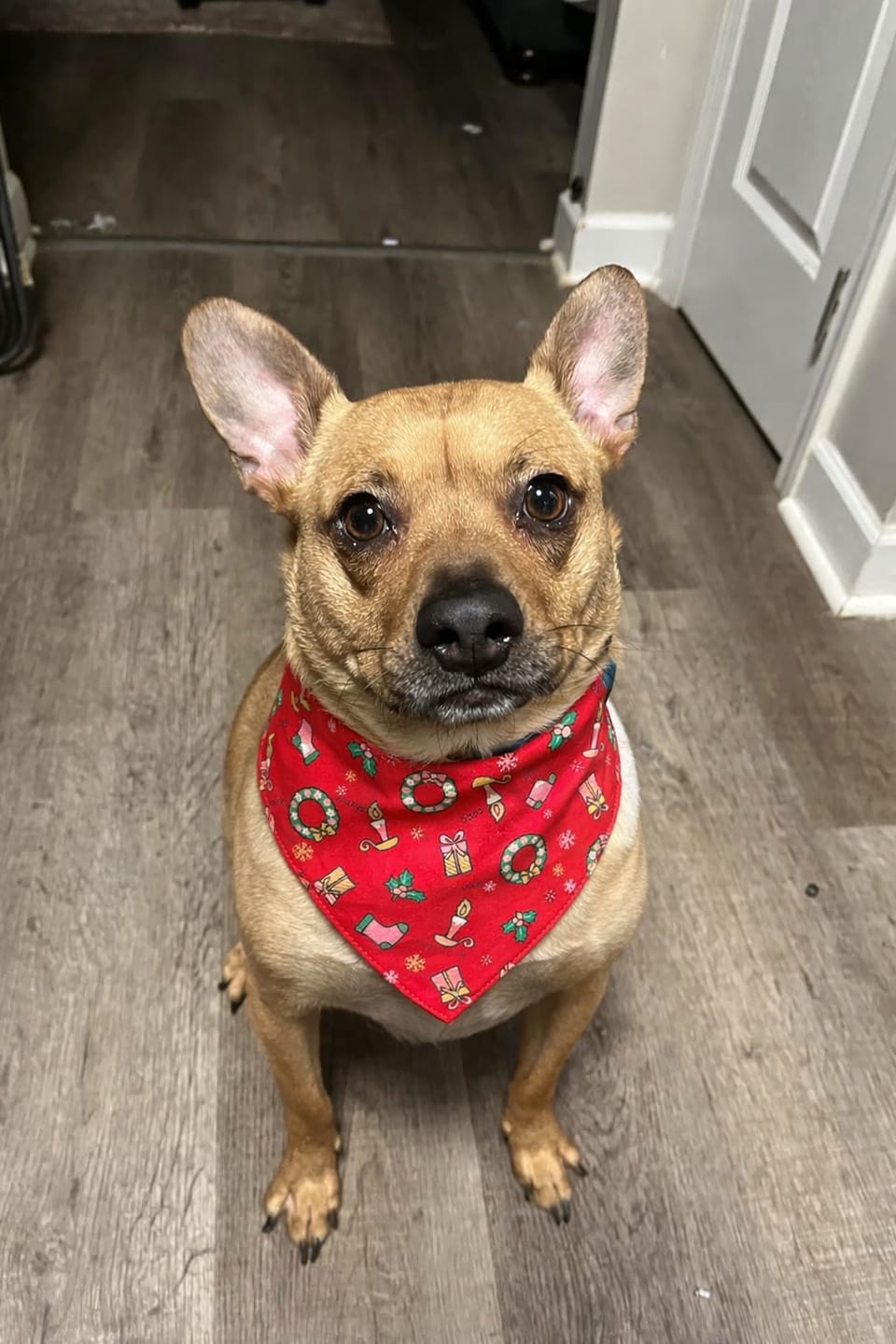 Customer photo review of Avery – Christmas Bandana for Dogs | Holiday Style