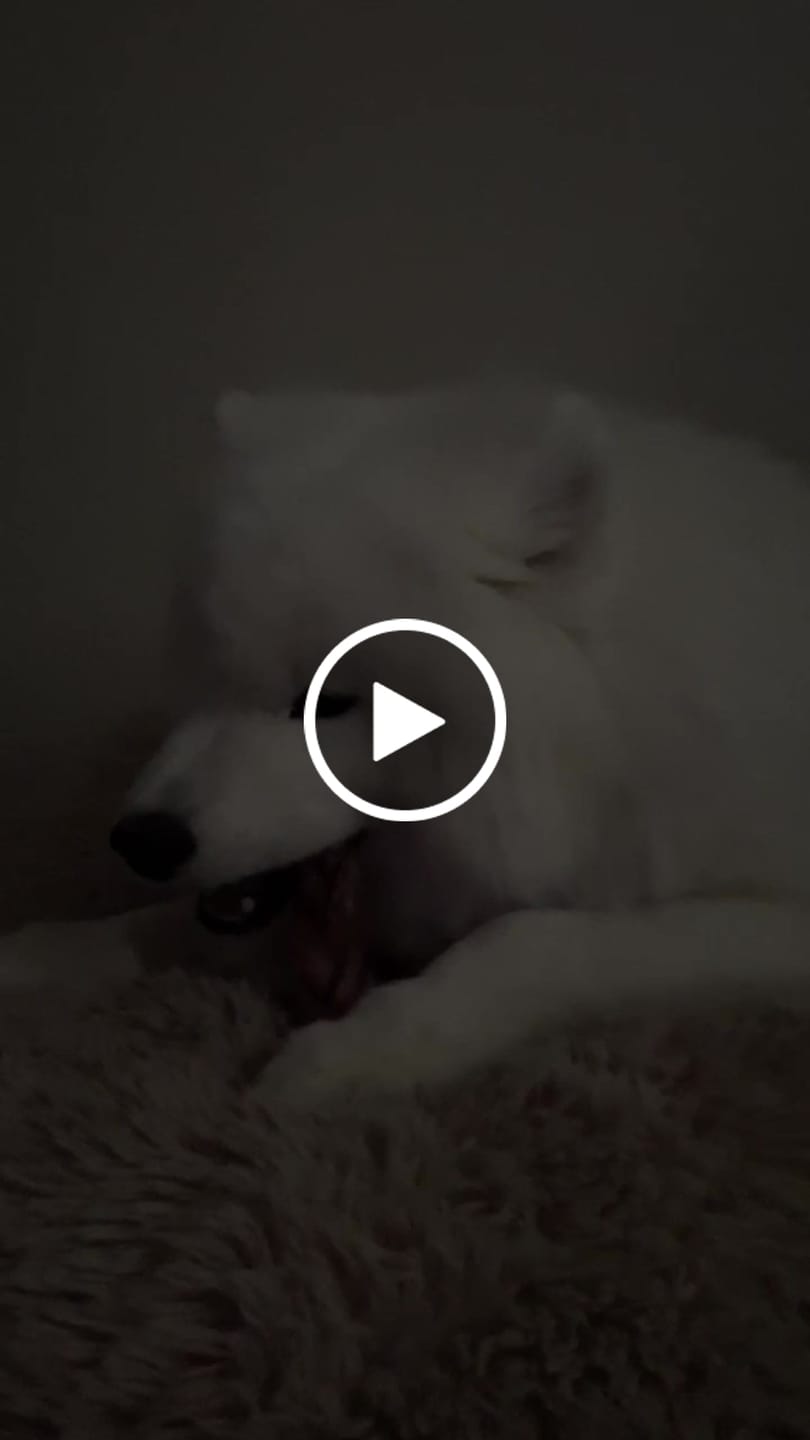 Customer video review of 6 Inch Jumbo Braided Bully Stick