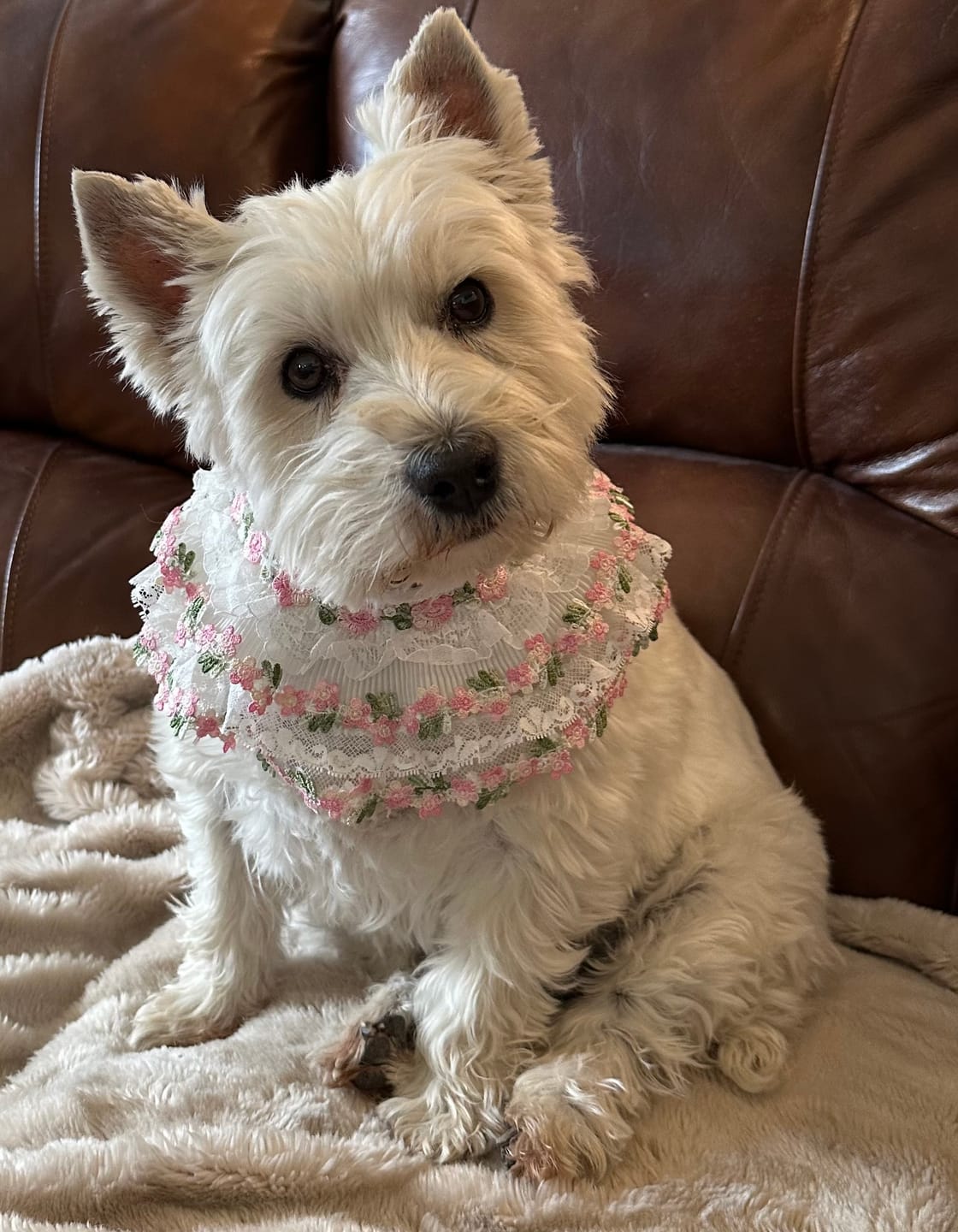 Customer photo review of Susan – Handmade Easter Floral Lace Bandana for Cats and Dogs