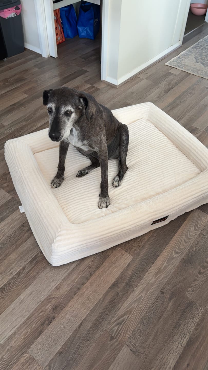 Customer photo review of Orthopaedic Dog Bed – Waterproof & Washable