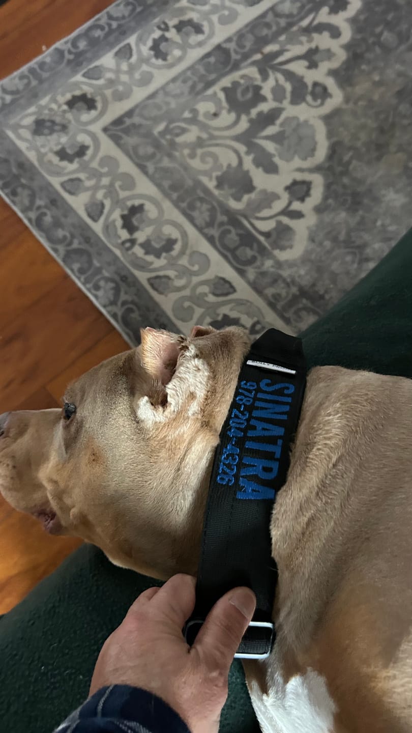 Customer photo review of Black Bully Proof Collar