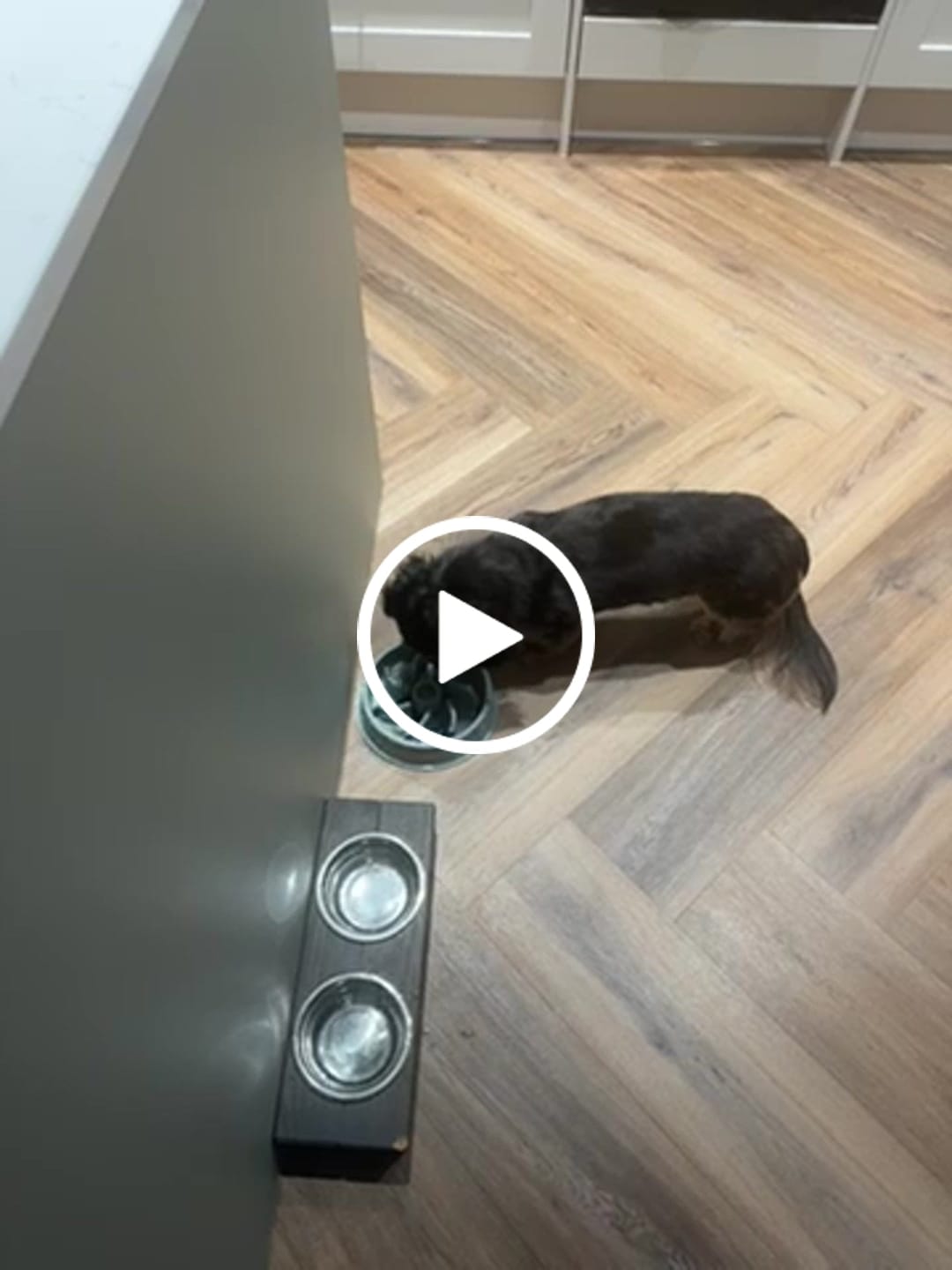 Customer video review of Superfood Light & Senior Free Range Turkey with Parsley, Papaya, Nettle, Zucchini & Pumpkin (Small Kibble)