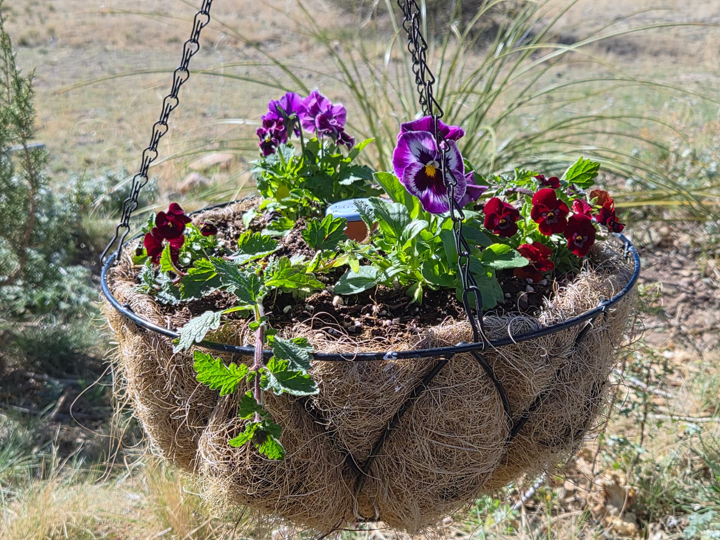 Customer photo review of Oya™ Watering Spike
