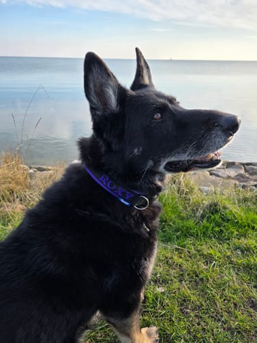 Customer photo review of Neoprene Dog Collar with Name - L | 4Kyon