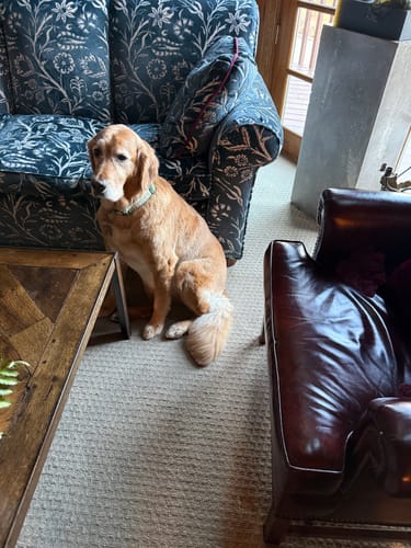 Customer photo review of Fresh Breath, Strong Gums, and Clean Teeth with the DE-01™ Dental Dogbiotic