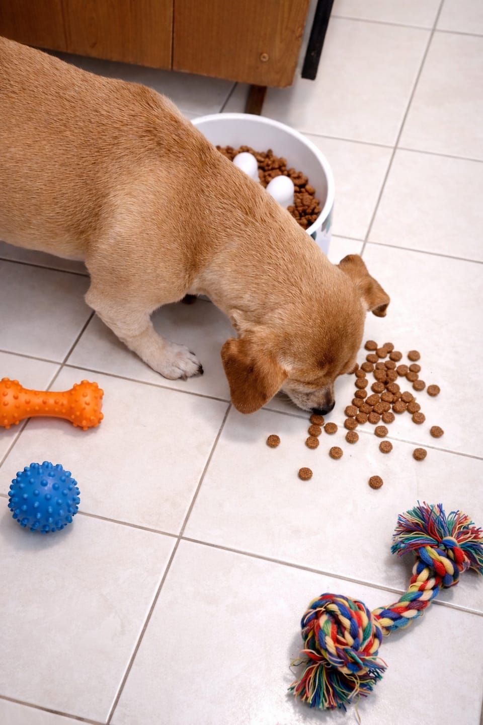 Customer photo review of PetFamily Foods Razas Pequeñas