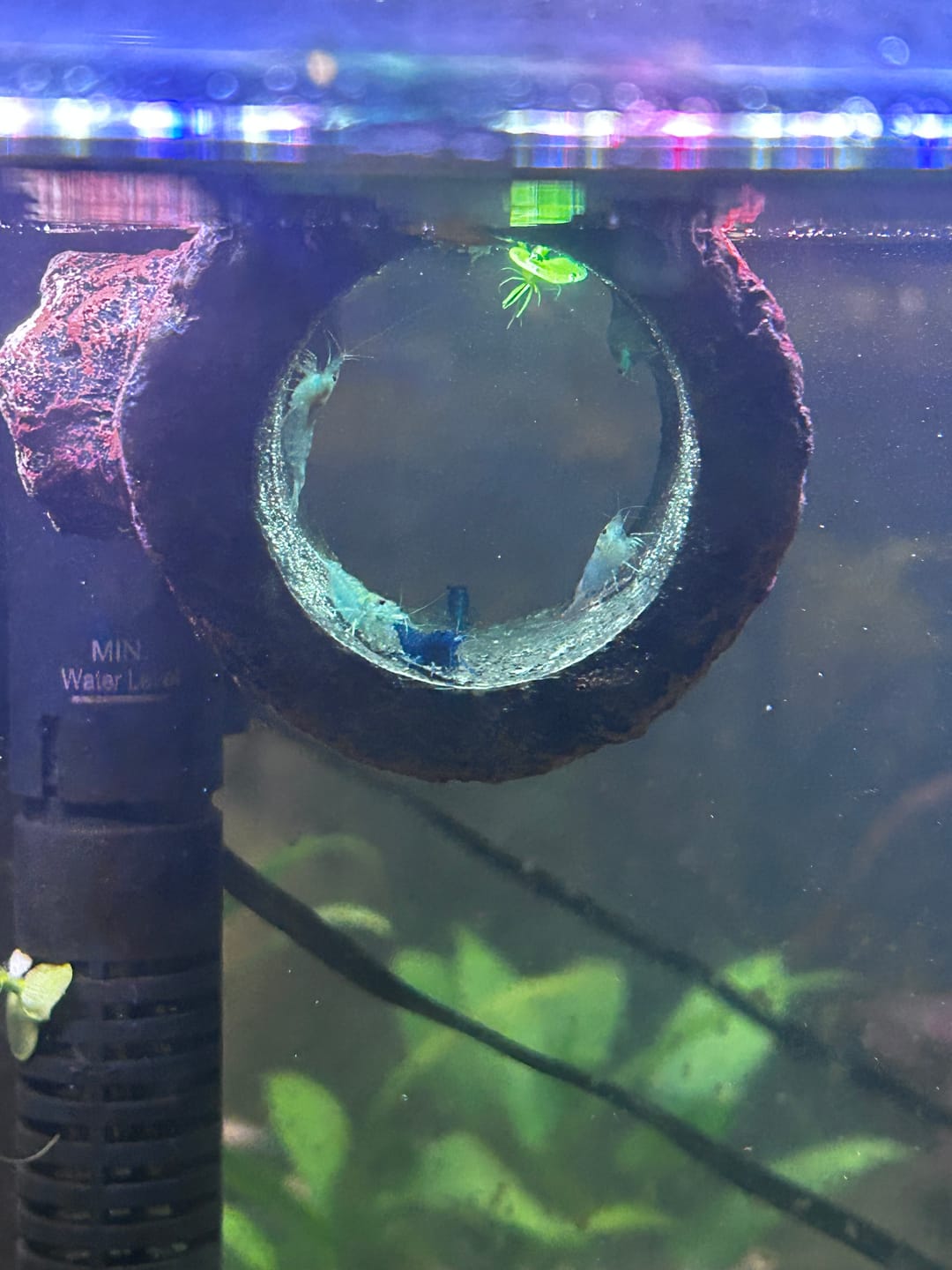 Customer photo review of Blue Velvet Shrimp