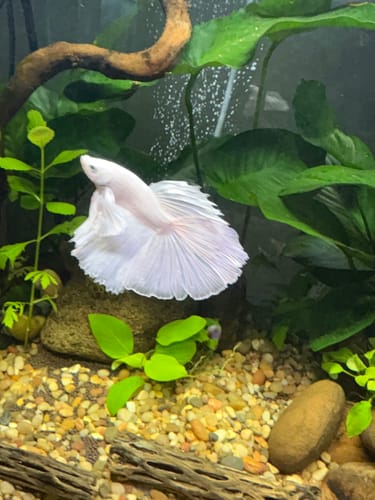 Customer's Super White Dumbo Ear Betta Fish with large fins swimming in a planted aquarium.