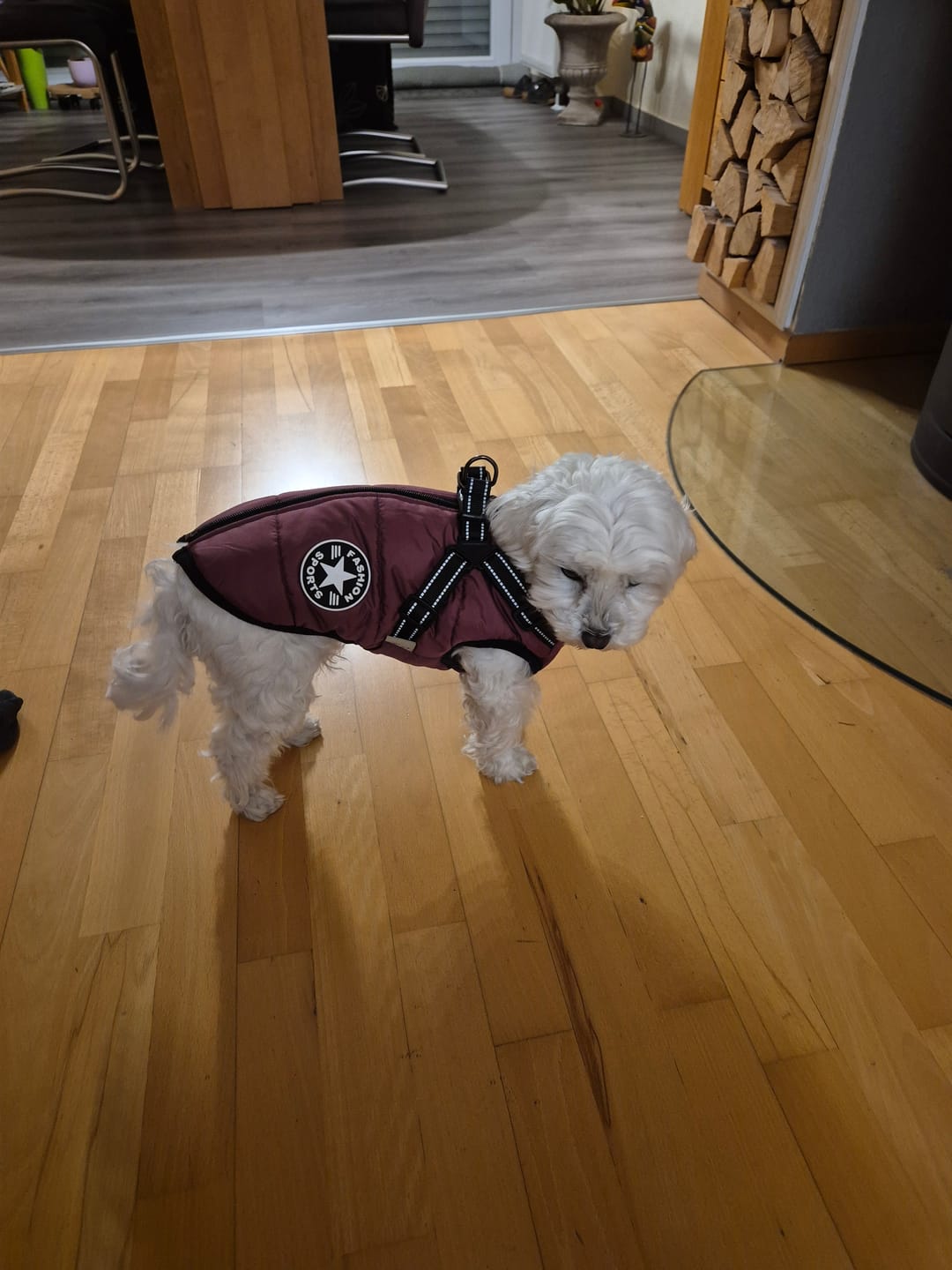 Customer photo review of Emmalove - Wasserdichter Hundemantel Extreme