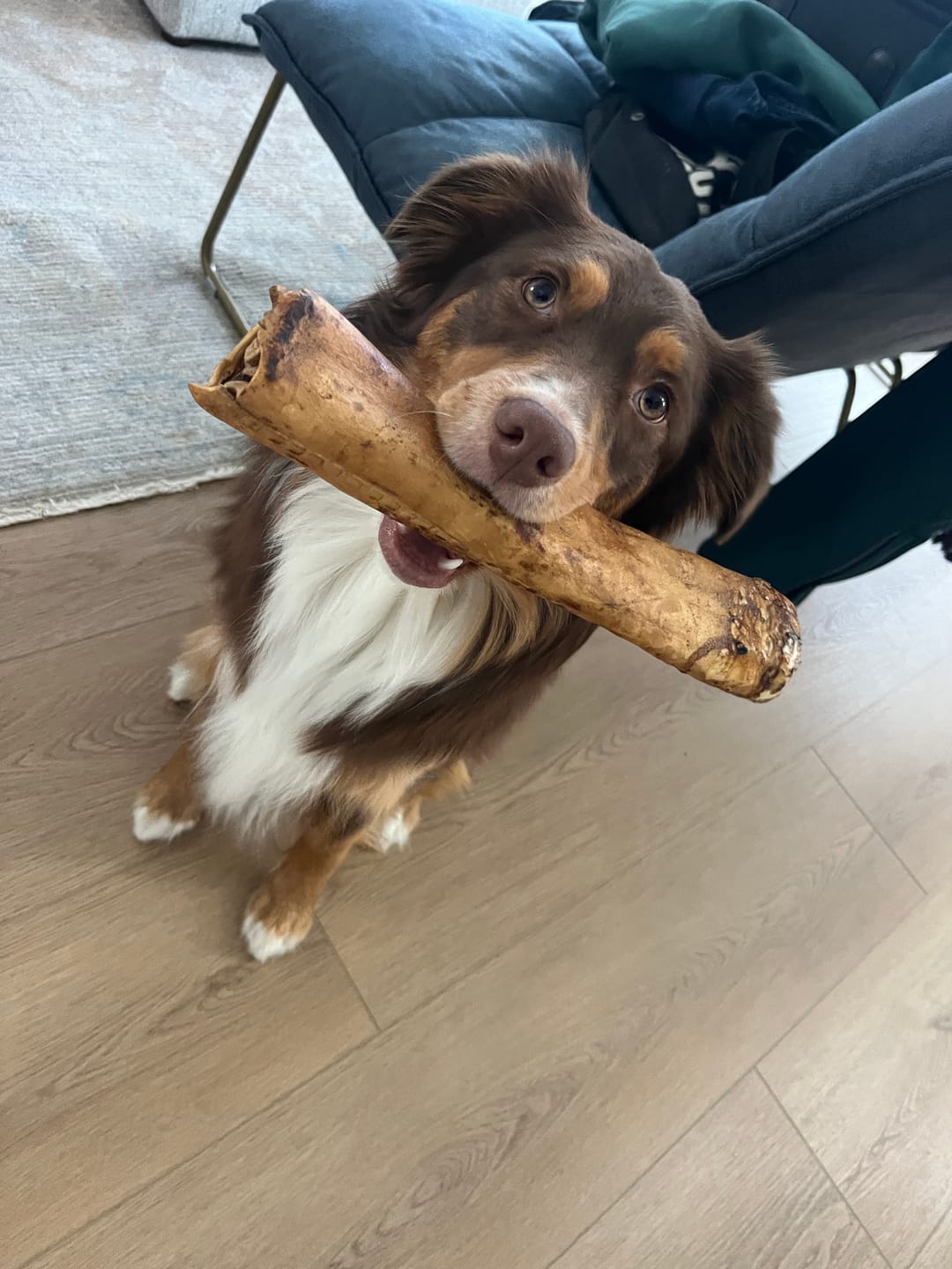 Customer photo review of 10-12 Inch Peanut Butter Cheek Roll