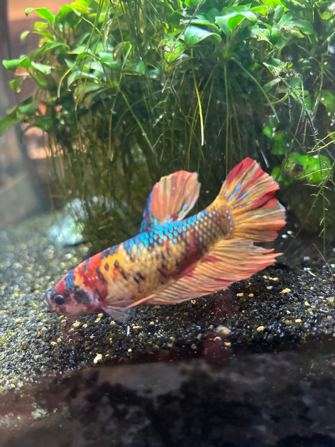 Customer photo review of Multicolor King Giant Plakat Male Betta Fish | Mystery Betta