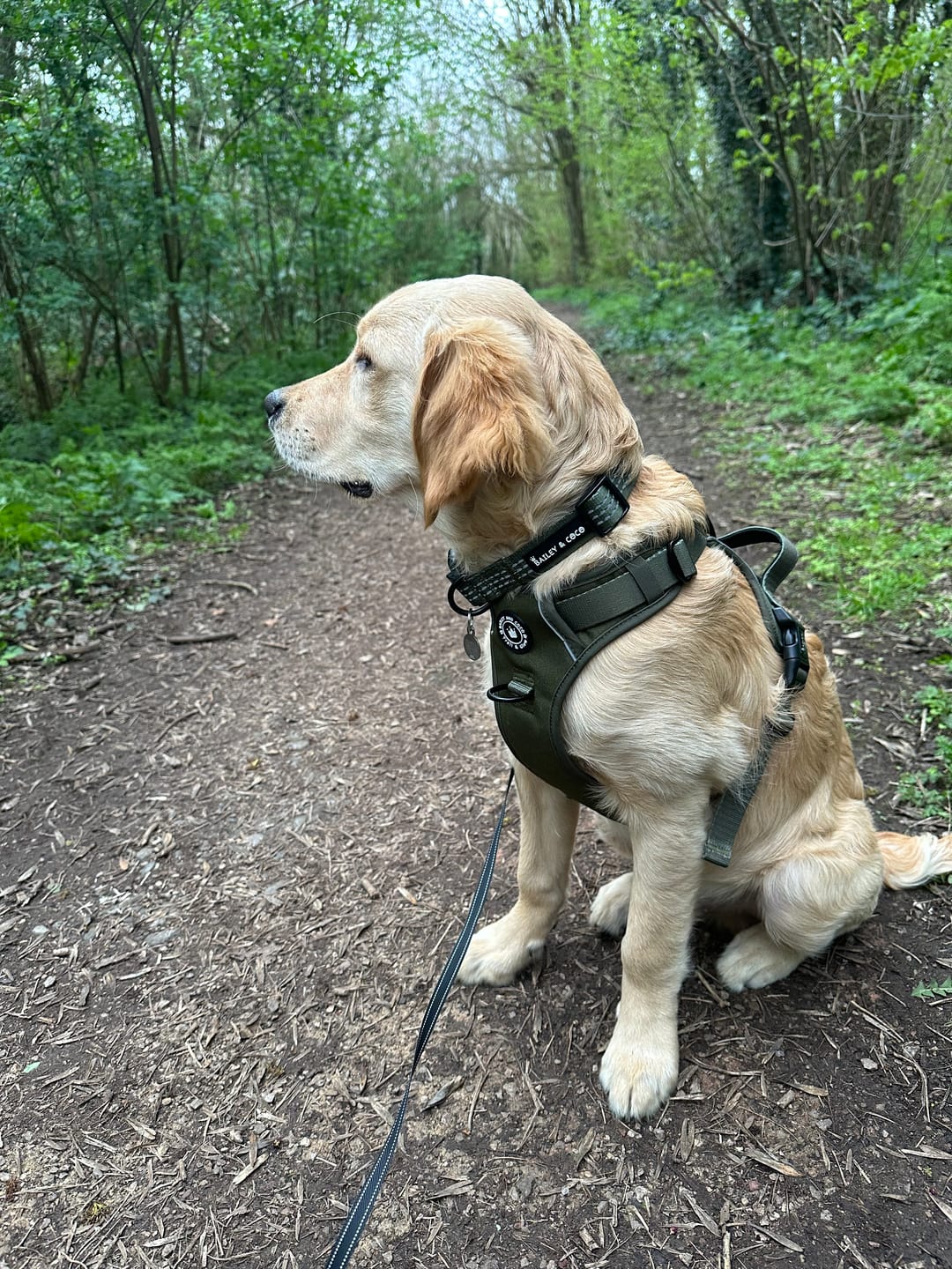 Customer photo review of Trail & Glow® Dog Harness - The Khaki One
