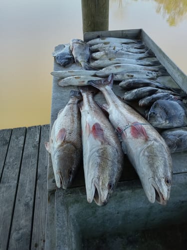Customer's large catch of fish displayed on a dock after using the Waterloo Salinity rod.