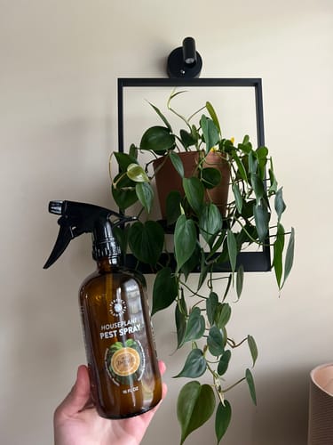 Customer holding a brown bottle of Houseplant Pest Spray in front of a hanging plant.