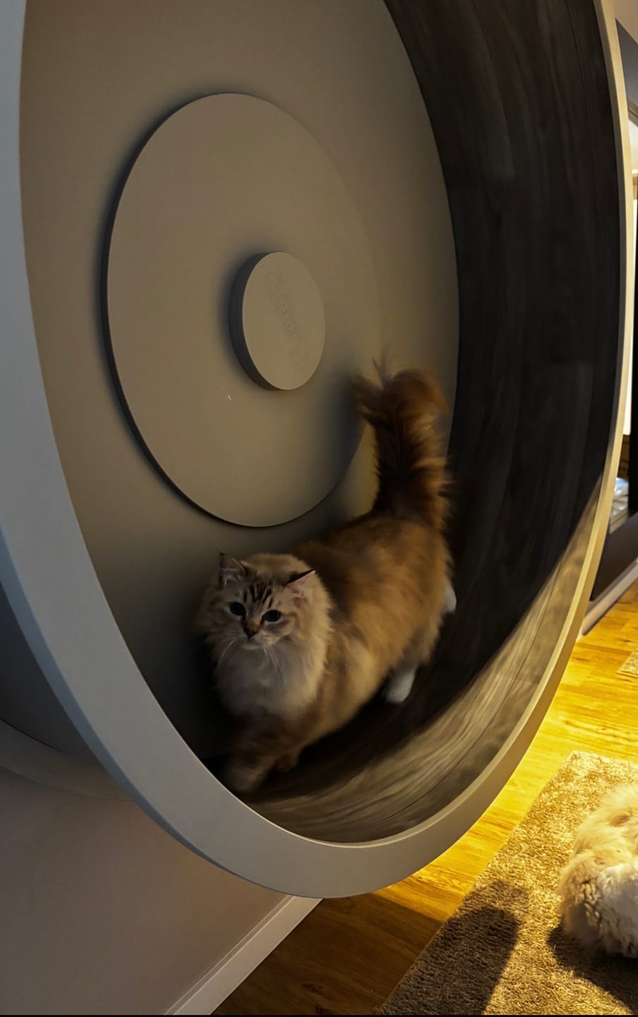 Customer photo review of Elmato Katzenlaufrad Ersatztbelag Teppich & Vinyl 10759