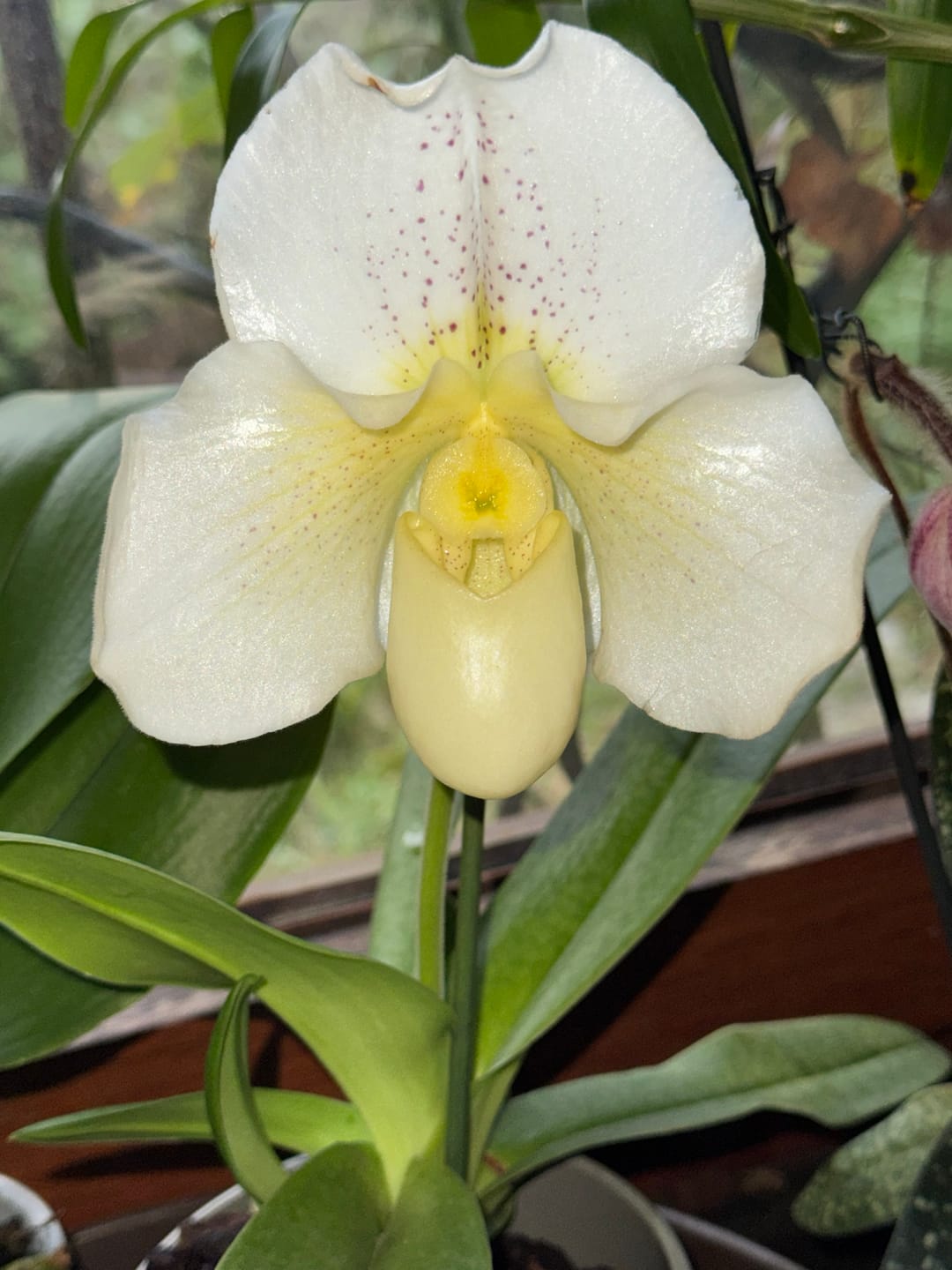 Customer photo review of Frauenschuh Paphiopedilum White Lady mit weißen Blüten und 1 Rispe