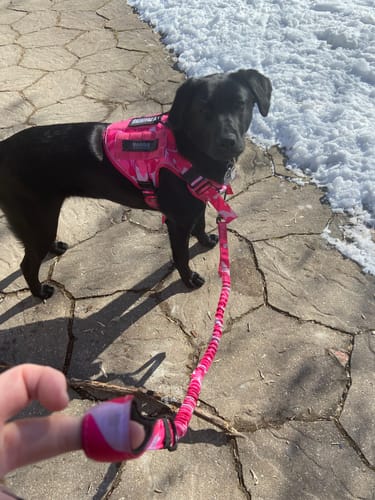 Customer holding a pink camouflage tactical bungee leash attached to a black dog