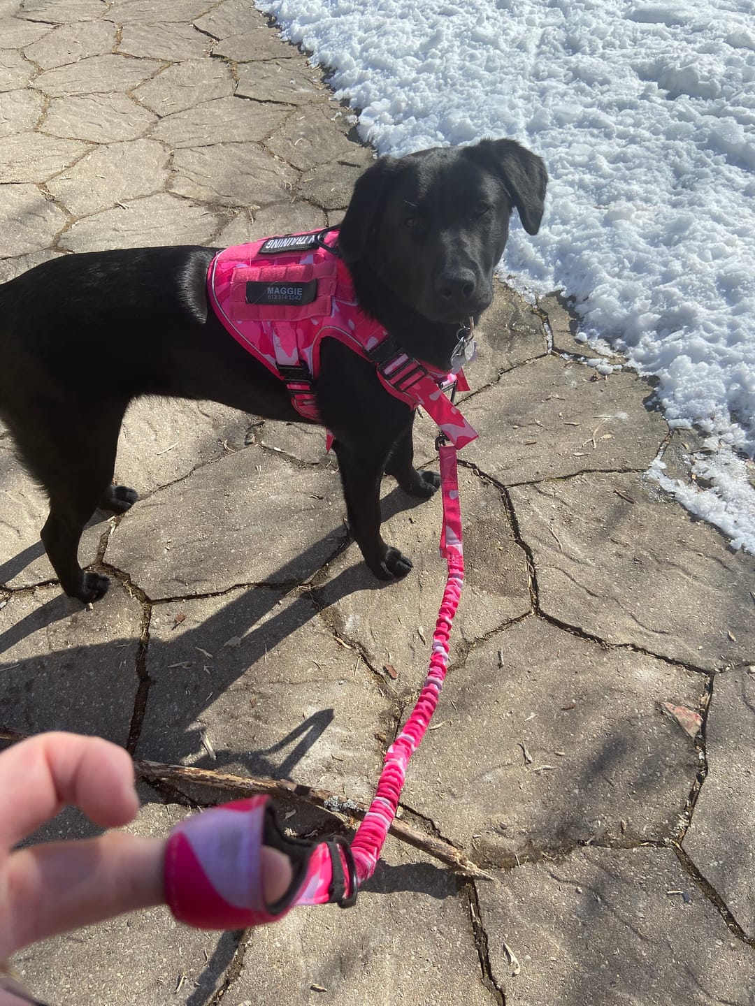 Customer photo review of Heavy-Duty Double-Handle Tactical Bungee K9 Dog Leash with Padded Handles, Seatbelt Attachment, & Reinforced Swivel Clip