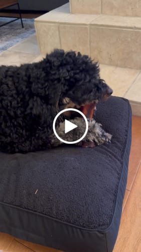 Customer video review of Smoked Beef Marrow Bone
