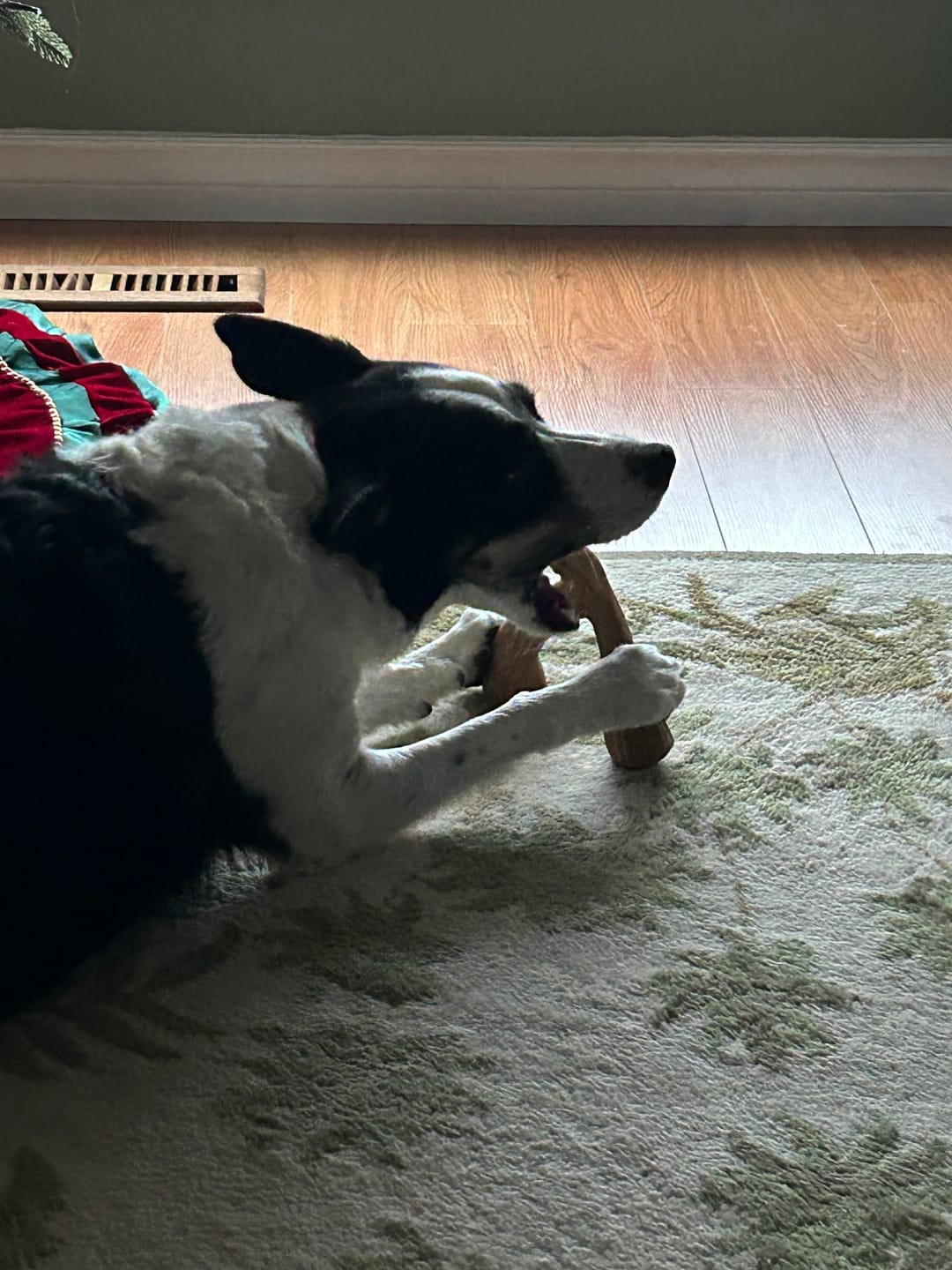 Customer photo review of 6 Inch Thick Braided Bully Stick