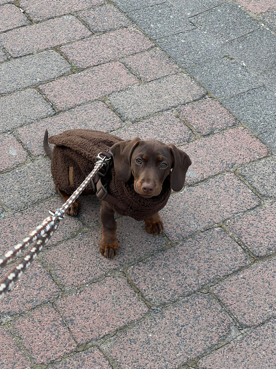 Customer photo review of Teddyfleece-Hundemantel mit integriertem Geschir Espresso