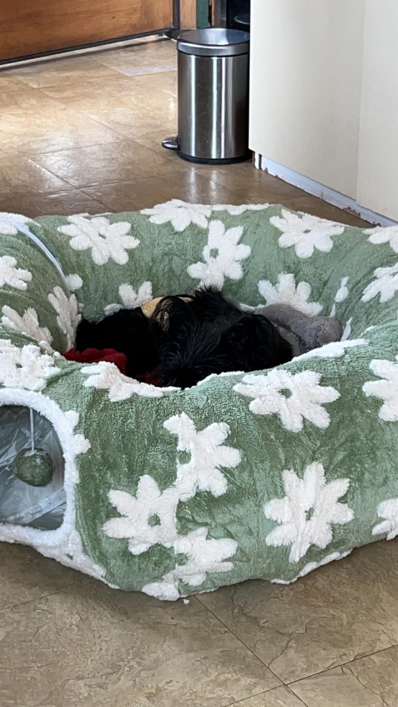Customer photo review of Dachshund Tunnel Bed