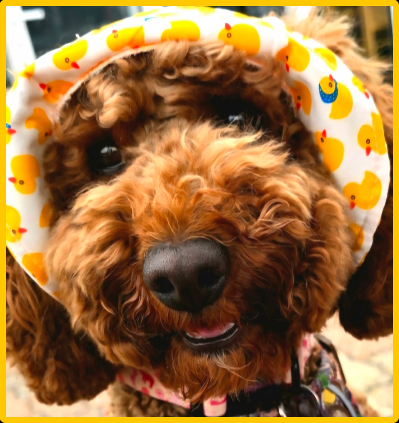 Customer photo review of Seasons with pets - Personalised Phone Case