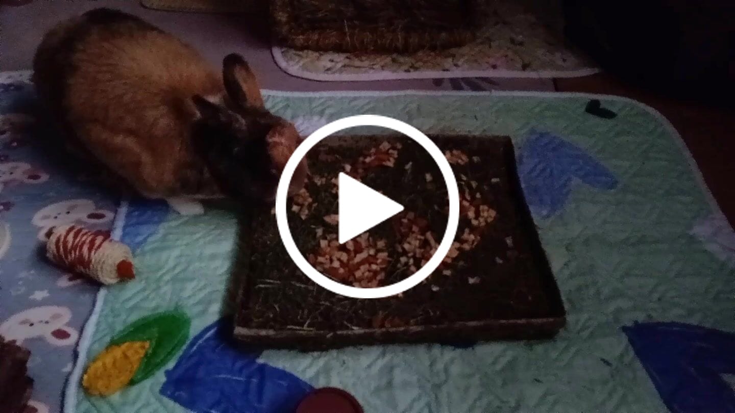 Customer video review of Le Tapis Croc'Légumes