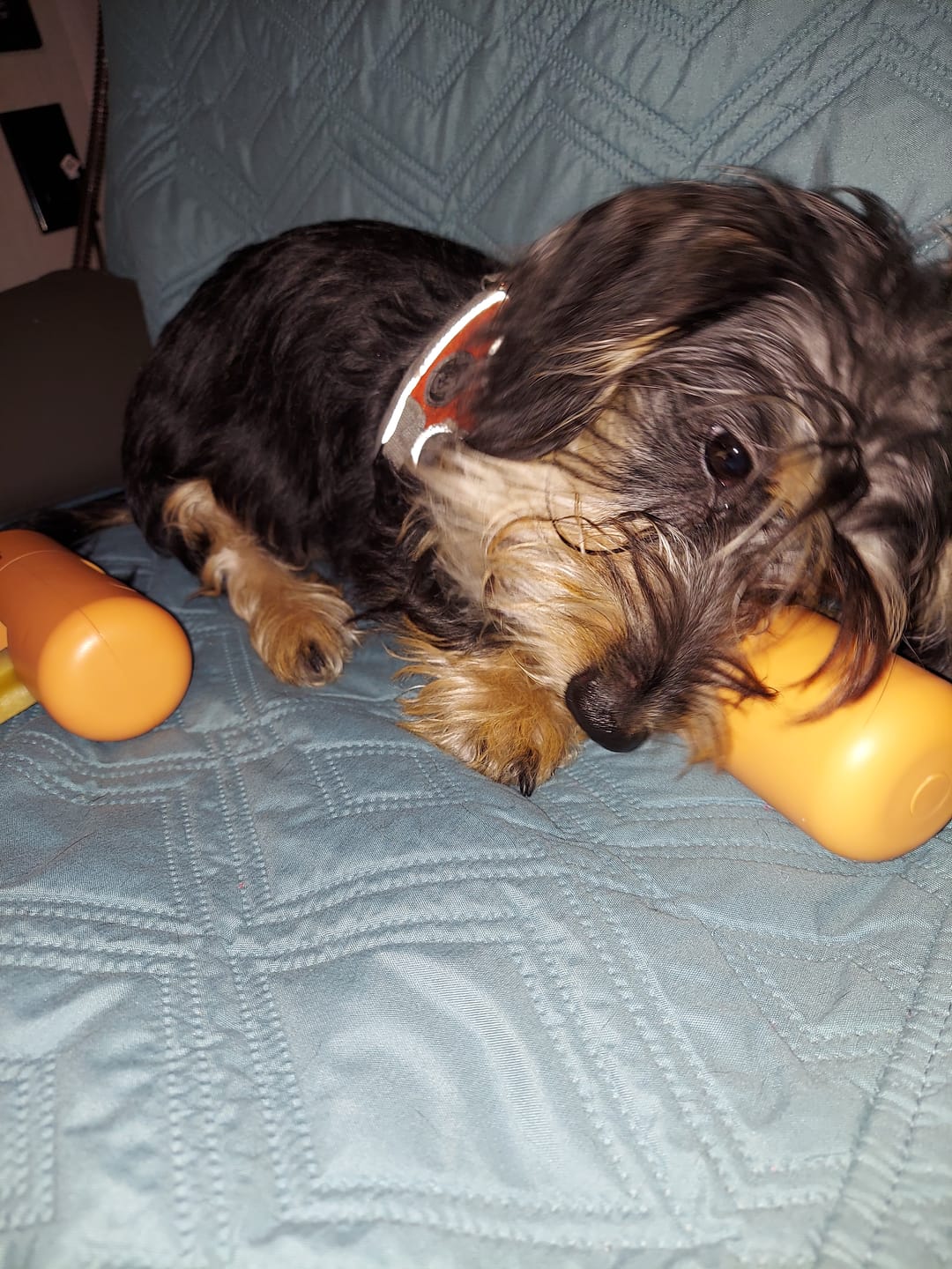 Customer photo review of Safe Dog Chew Holder