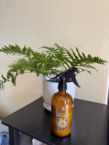 Customer's amber bottle of Houseplant Pest Spray sitting on a black table in front of a potted fern.