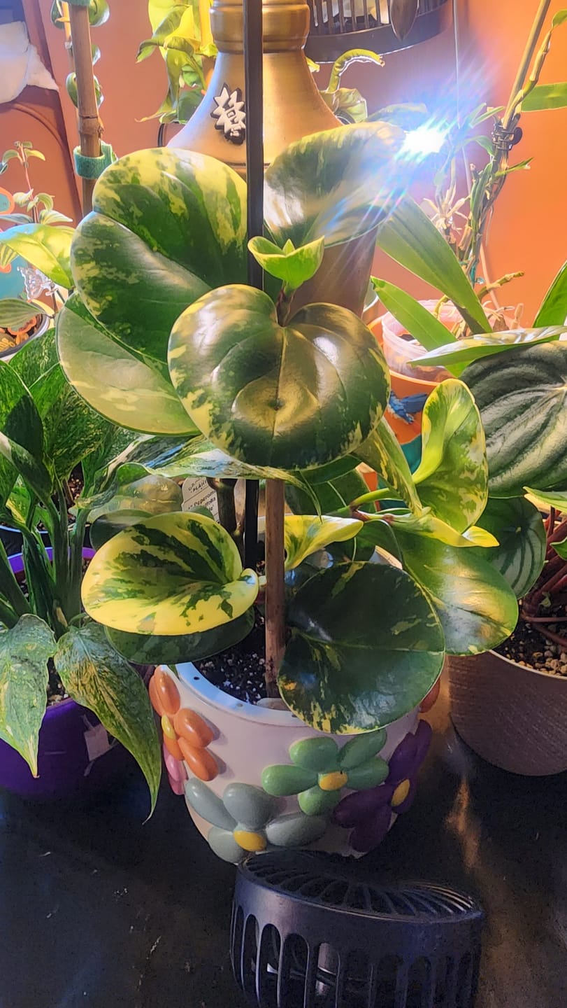 Customer photo review of Peperomia obtusifolia 'Marble'