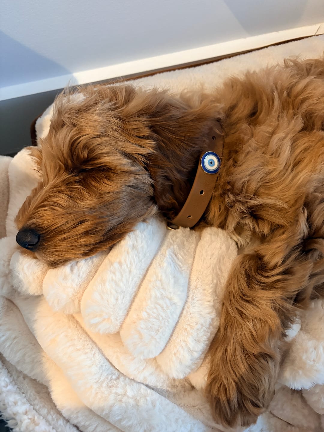 Customer photo review of Moodies Collar